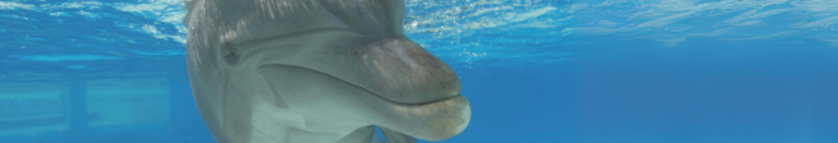 Phin’ventory