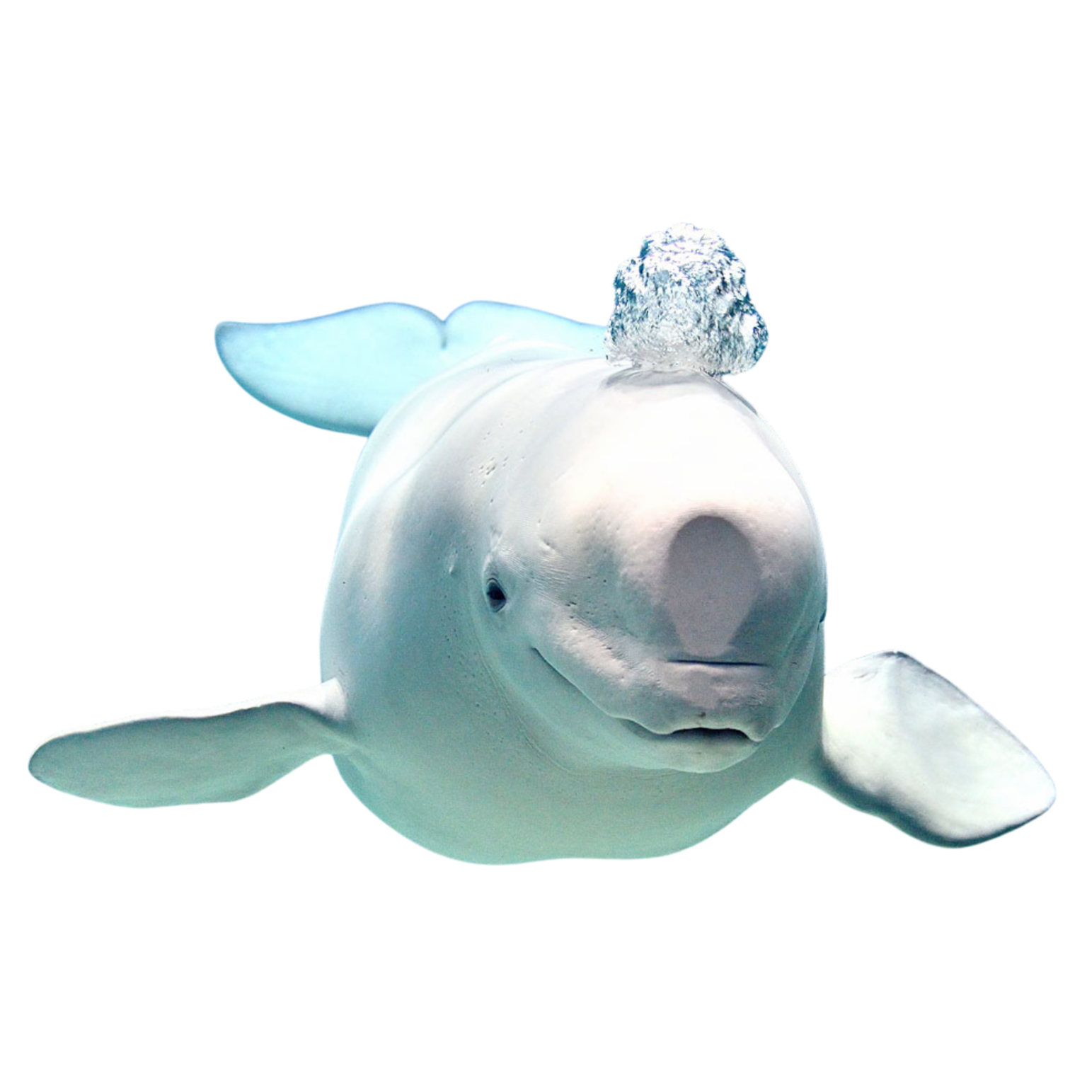 luga-logue-belugas-current-ceta-base-captive-dolphin-whale